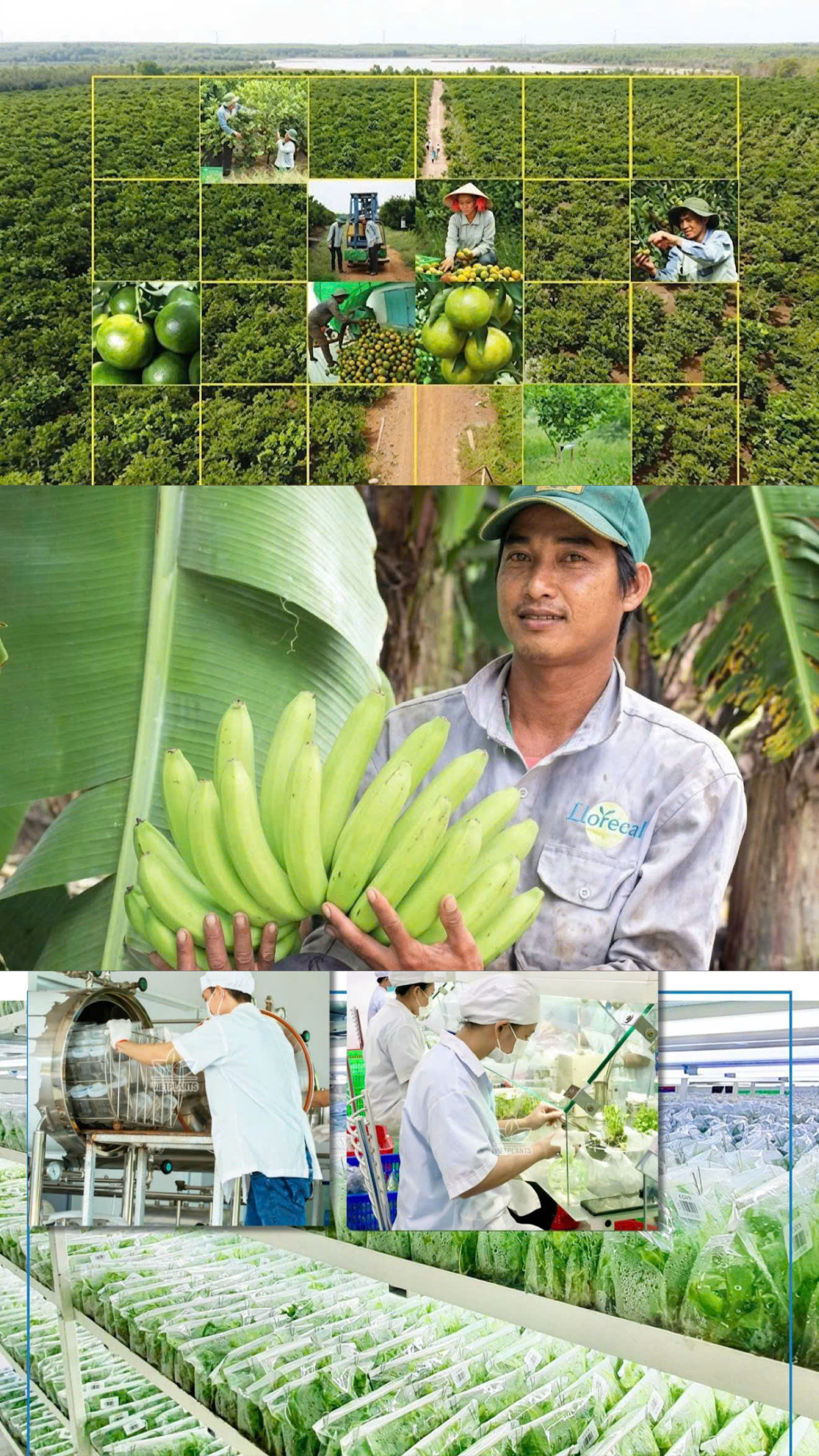 CÔNG TY CỔ PHẦN NÔNG SẢN GIÁ TRỊ