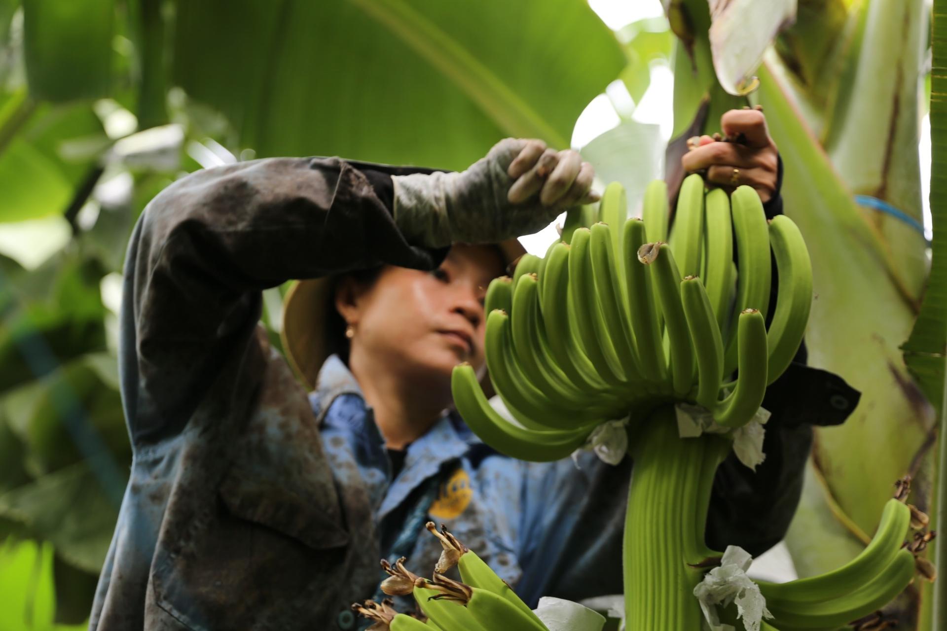 Bao tiêu sản phẩm nông nghiệp ứng dụng công nghệ cao